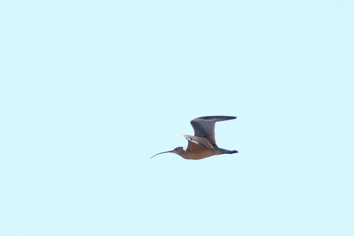 Long-billed Curlew - ML613057935