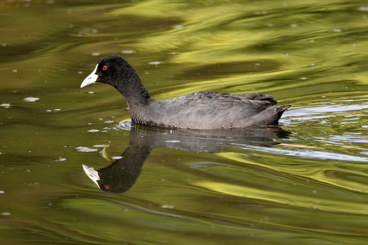 Eurasian Coot - Peter & Shelly Watts