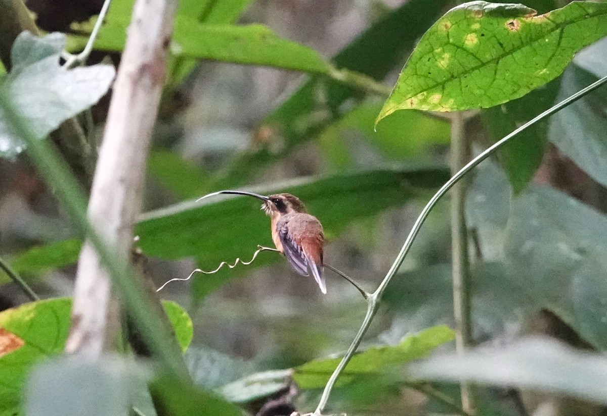 Gray-chinned Hermit - ML613057973