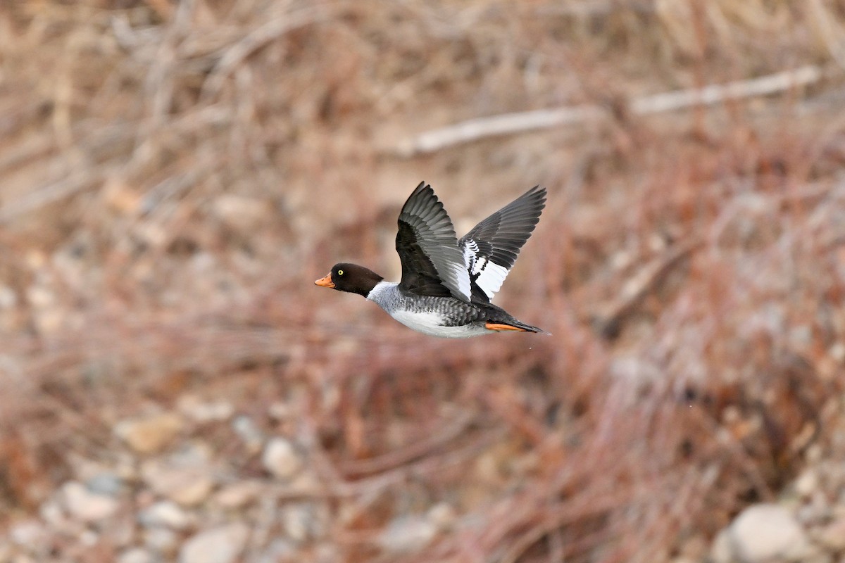 Barrow's Goldeneye - ML613057989