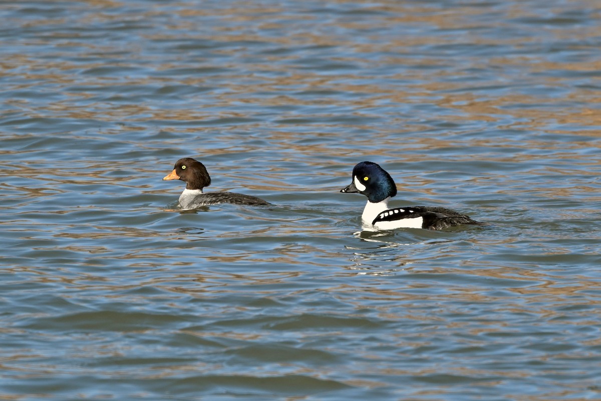 Barrow's Goldeneye - ML613058000