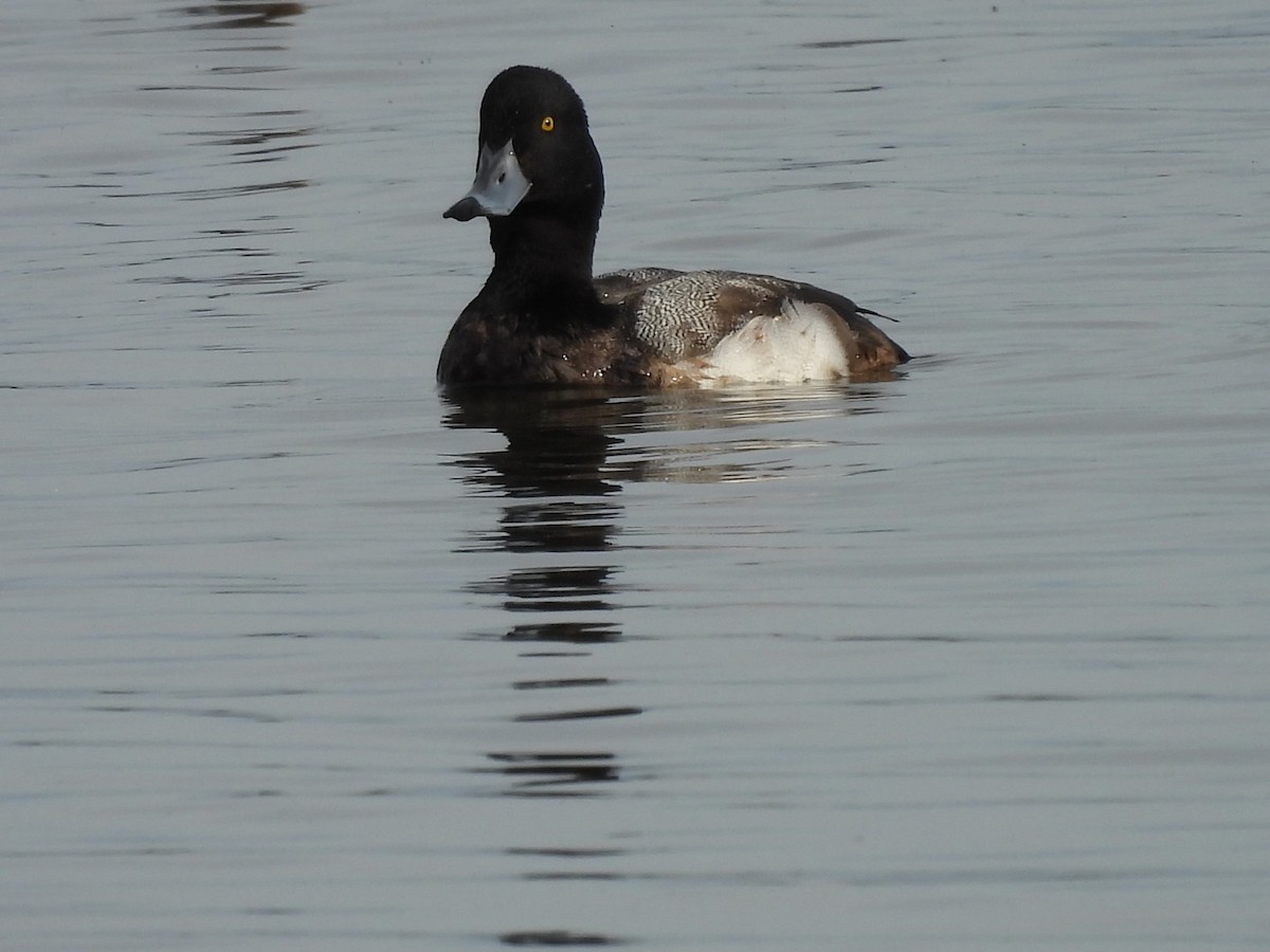 Greater Scaup - ML613058043