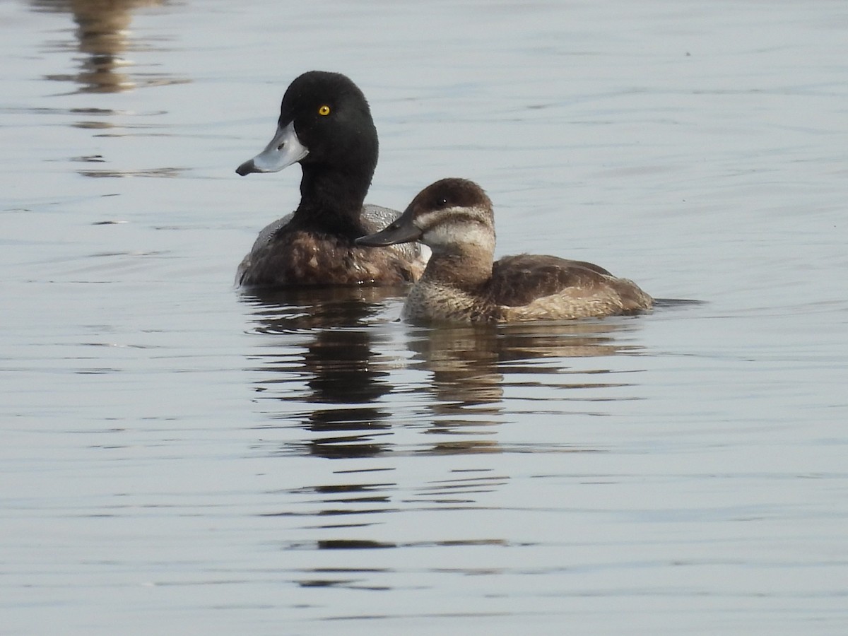 Greater Scaup - ML613058046