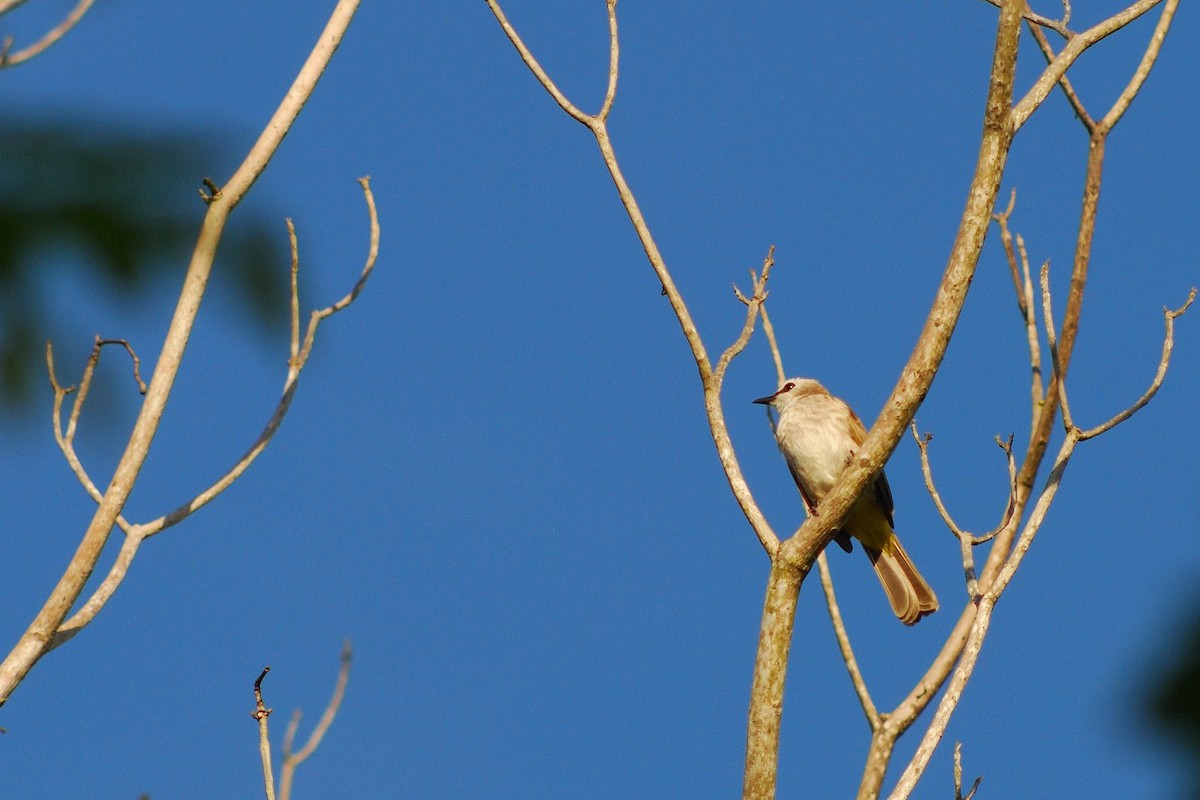 Yellow-vented Bulbul - ML613058048