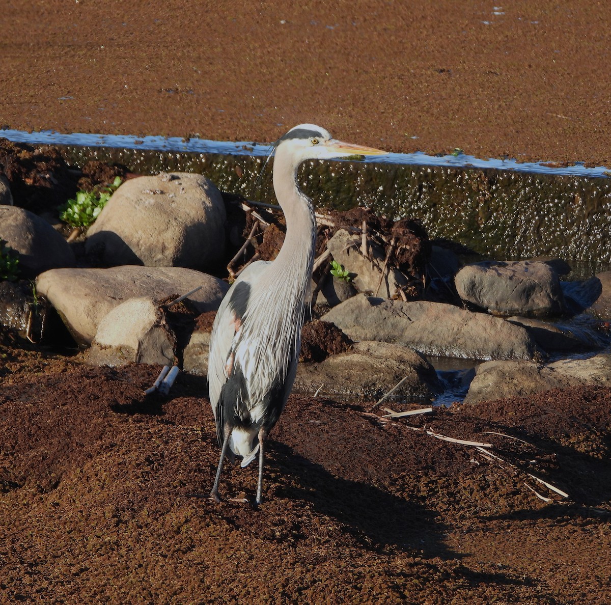 Great Blue Heron - ML613058218