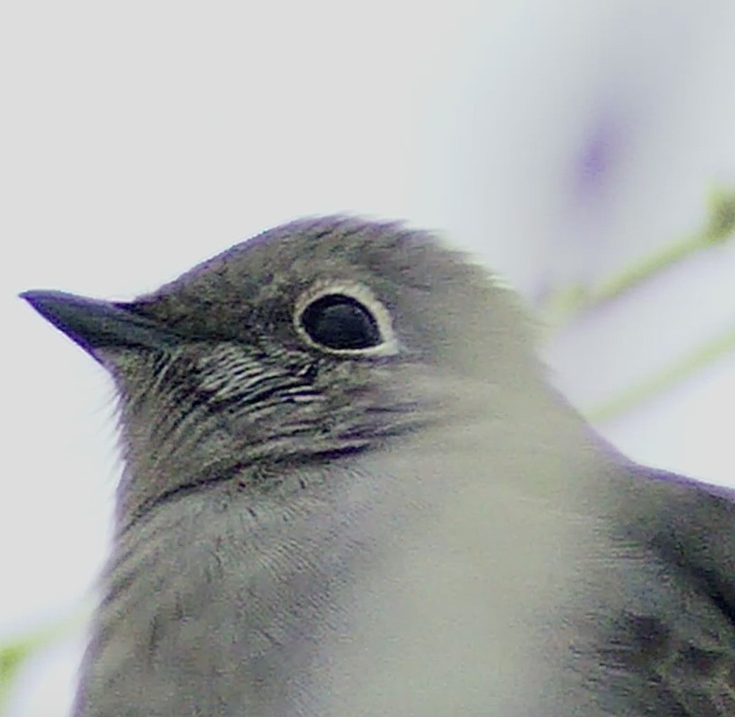 Townsend's Solitaire - ML613058256