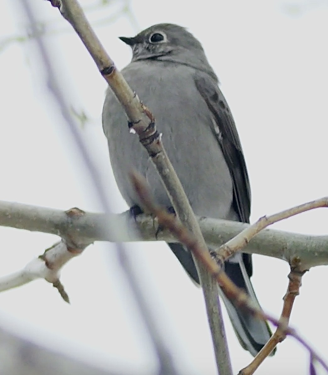 Townsend's Solitaire - ML613058257