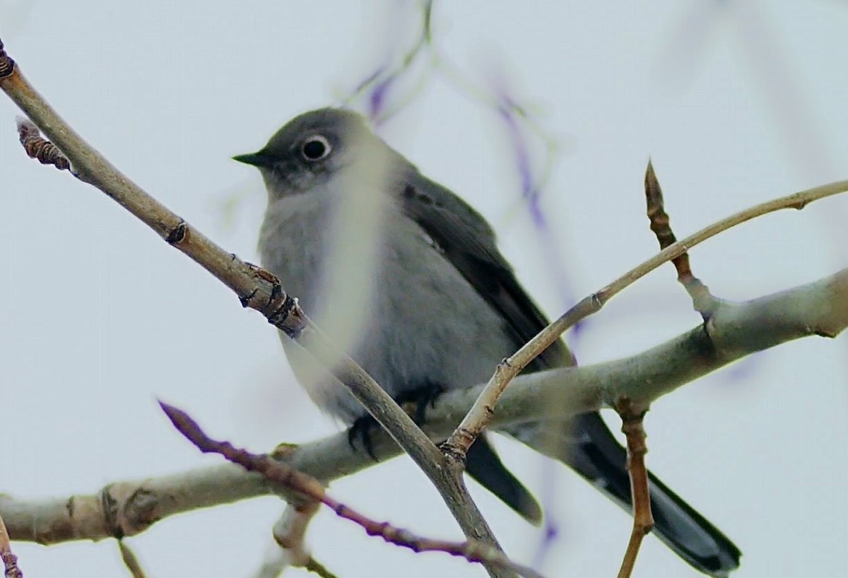 Townsend's Solitaire - ML613058258