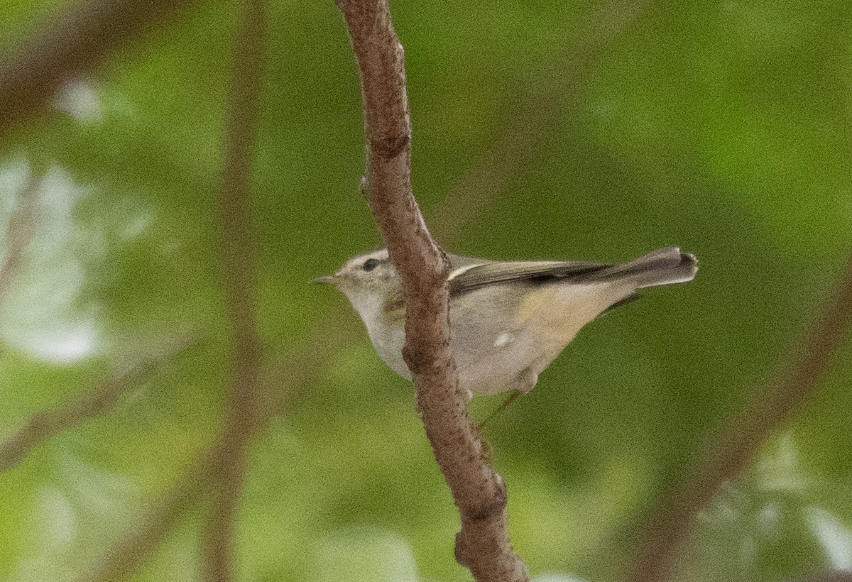 Yellow-browed Warbler - ML613058289