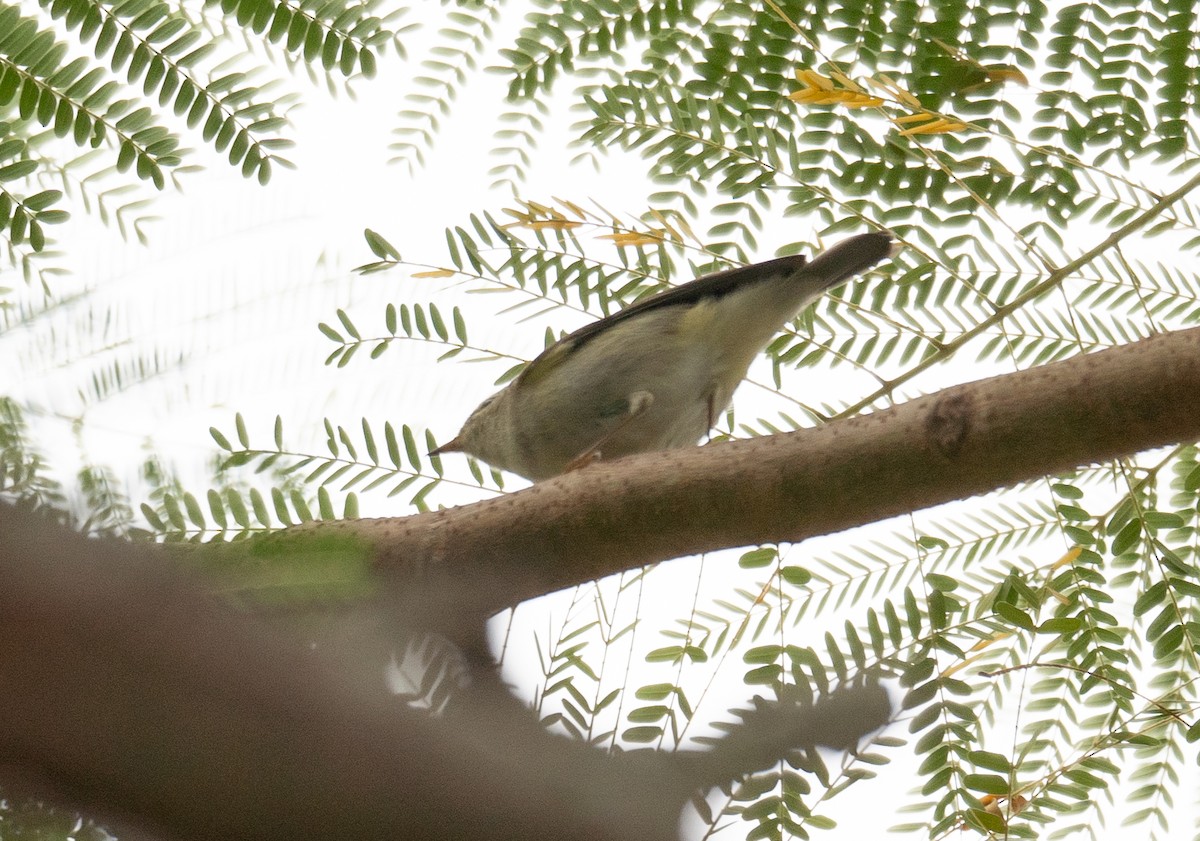 Yellow-browed Warbler - ML613058290