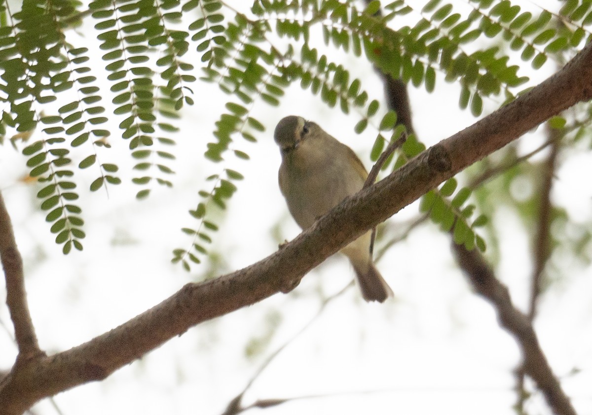 Yellow-browed Warbler - ML613058291