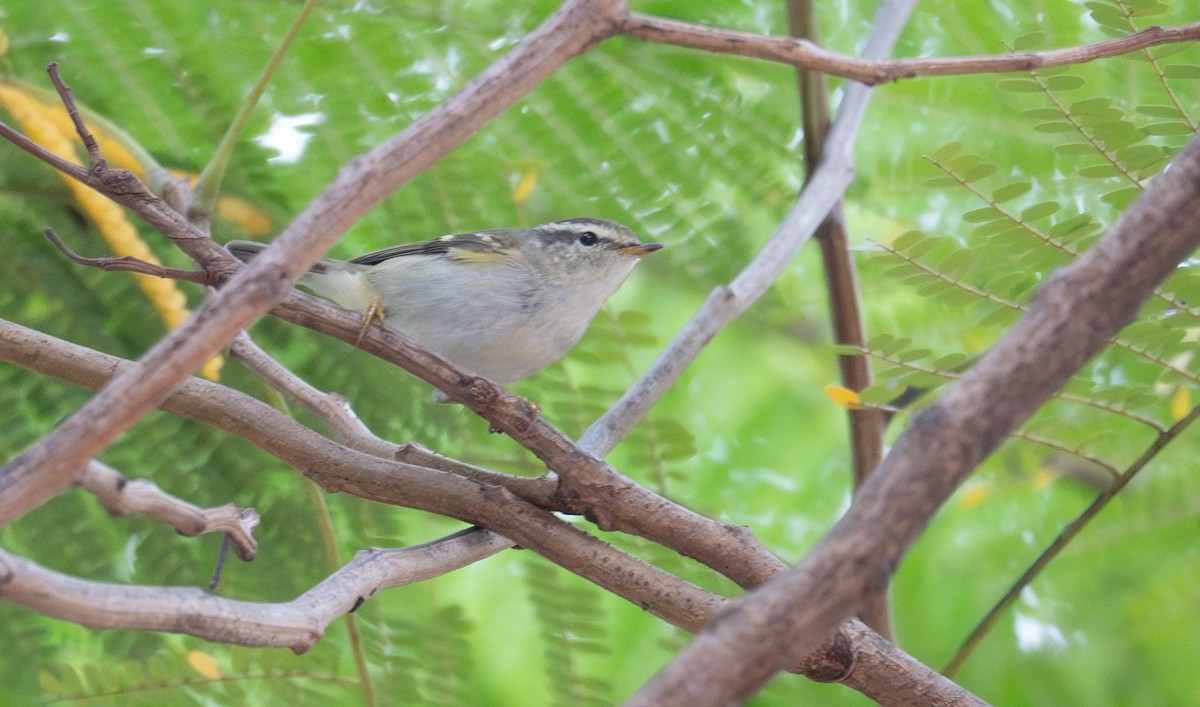 Yellow-browed Warbler - ML613058293