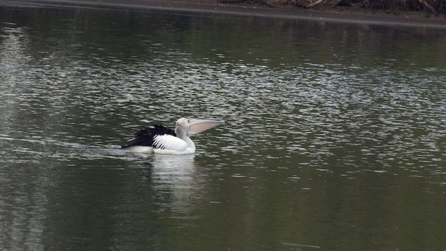 Australian Pelican - ML613058306