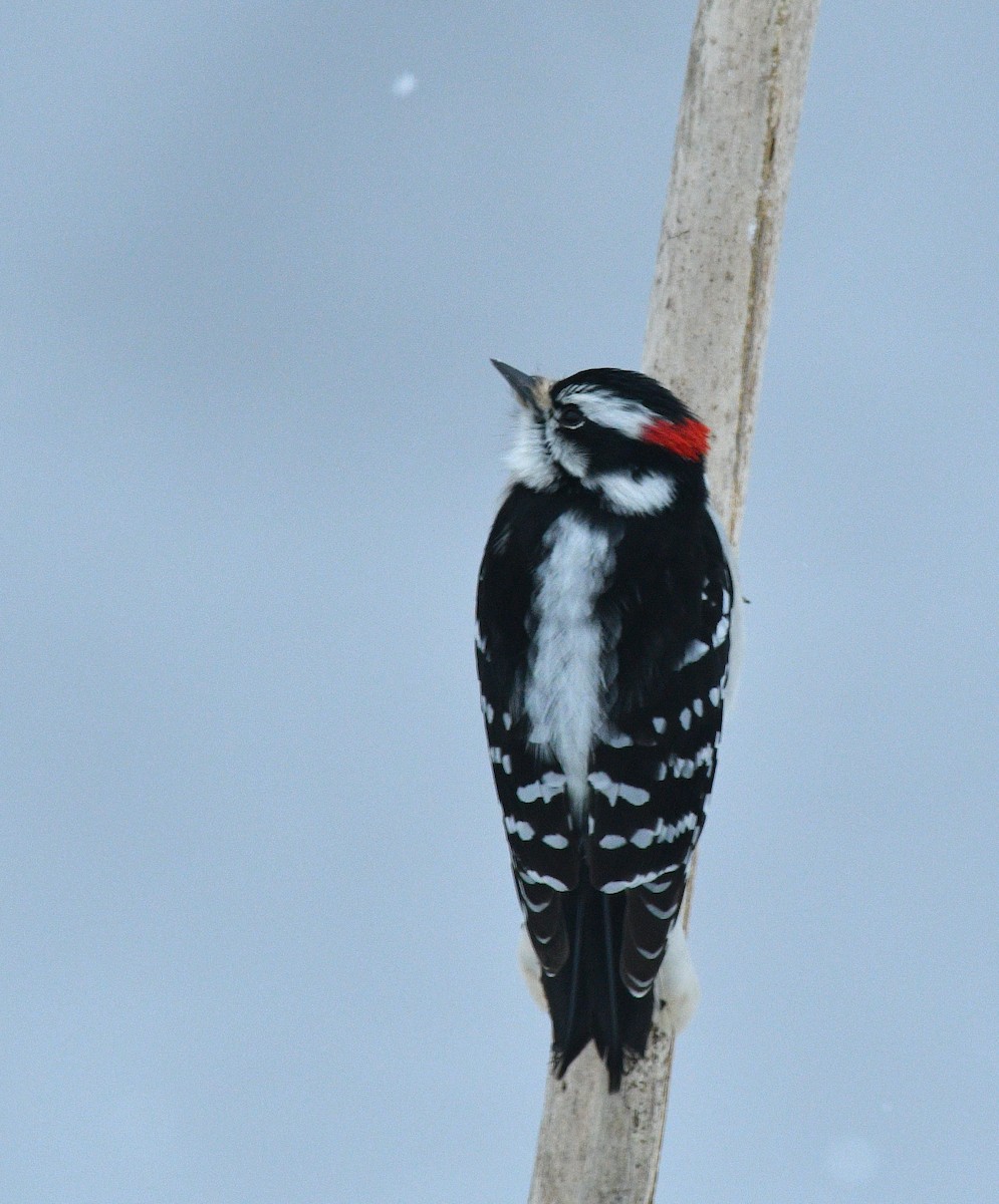 Downy Woodpecker - ML613058327