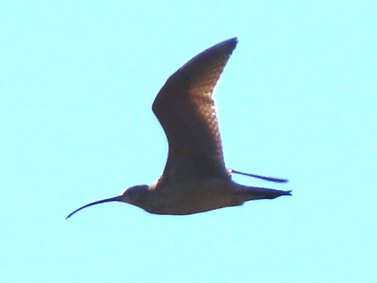 Long-billed Curlew - ML613058438