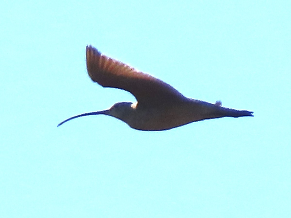 Long-billed Curlew - ML613058441