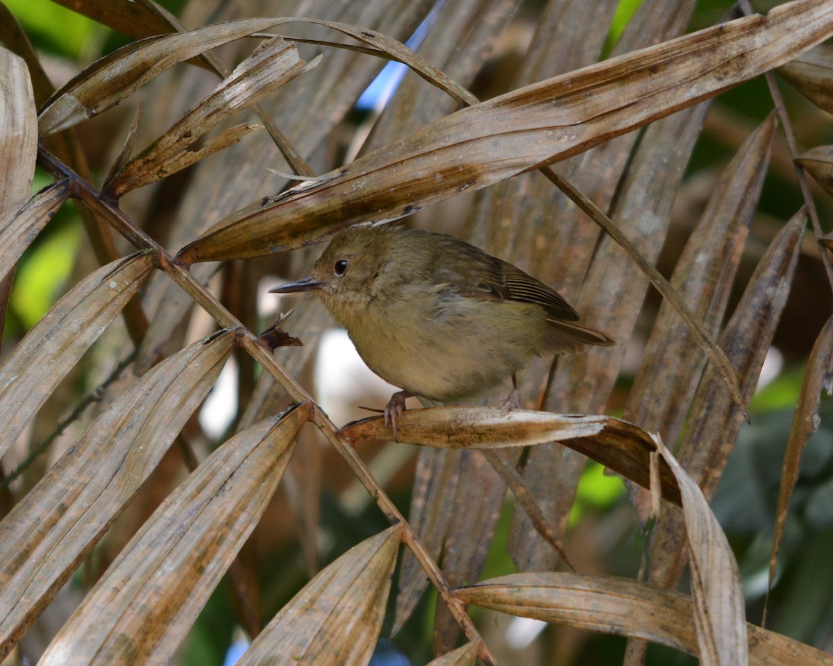 Large-billed Scrubwren - ML613058466