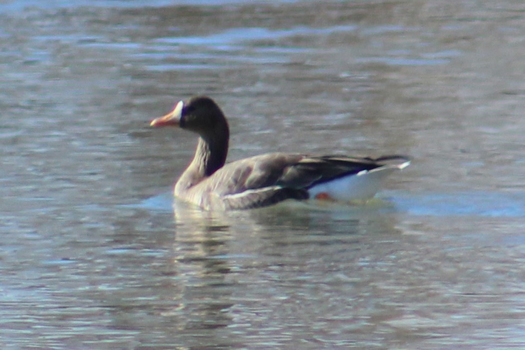 Greater White-fronted Goose - ML613058473