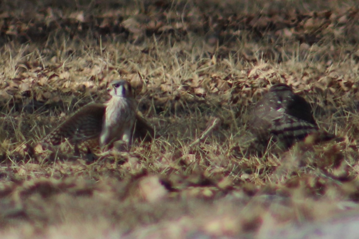 Sharp-shinned Hawk - ML613058516