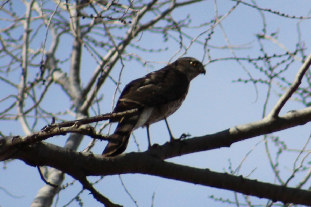 Sharp-shinned Hawk - ML613058531