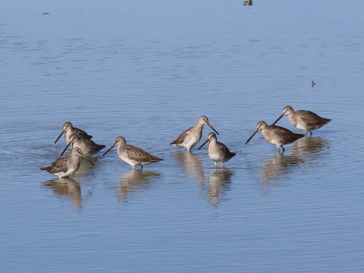 Long-billed Dowitcher - ML613058540