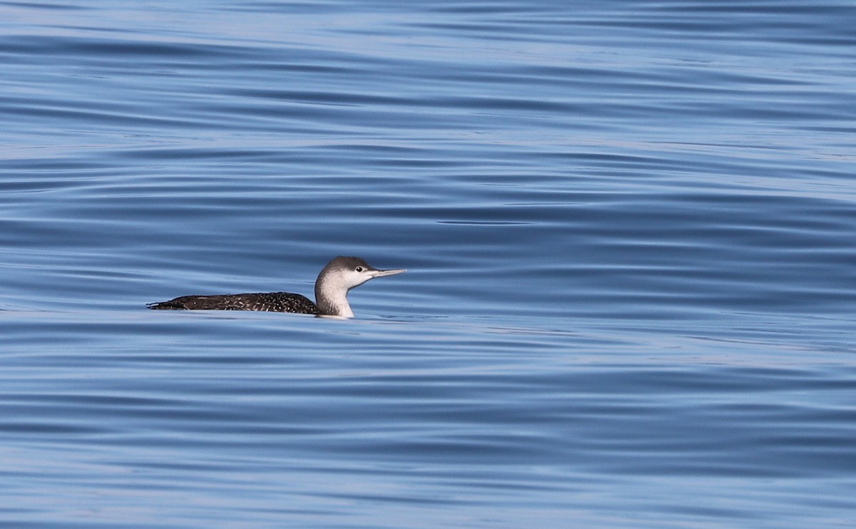 Red-throated Loon - ML613058643