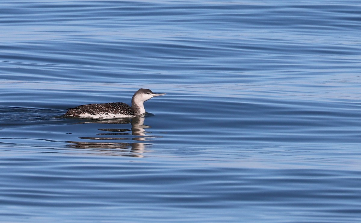 Red-throated Loon - ML613058655