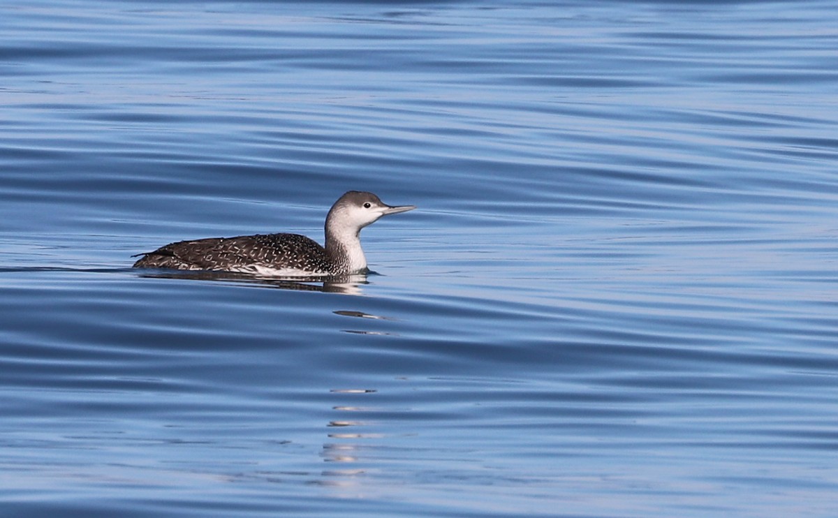 Red-throated Loon - ML613058668