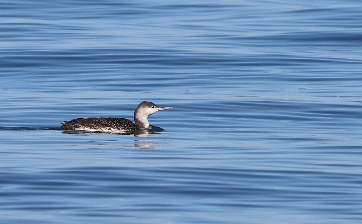 Red-throated Loon - ML613058688