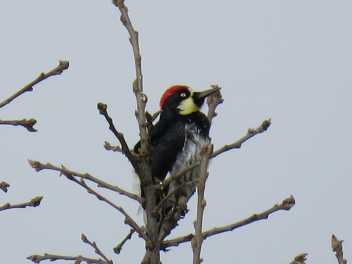 Acorn Woodpecker - ML613058693