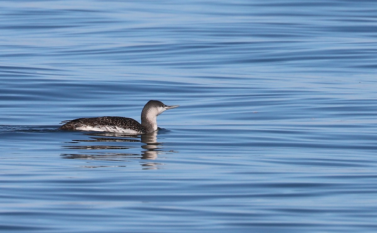 Red-throated Loon - ML613058695