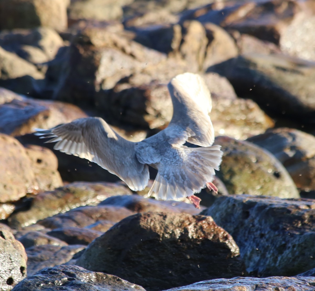 Glaucous-winged Gull - Ben Stalheim