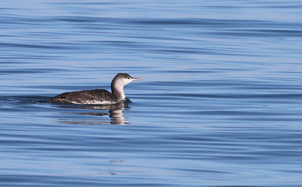 Red-throated Loon - ML613058709