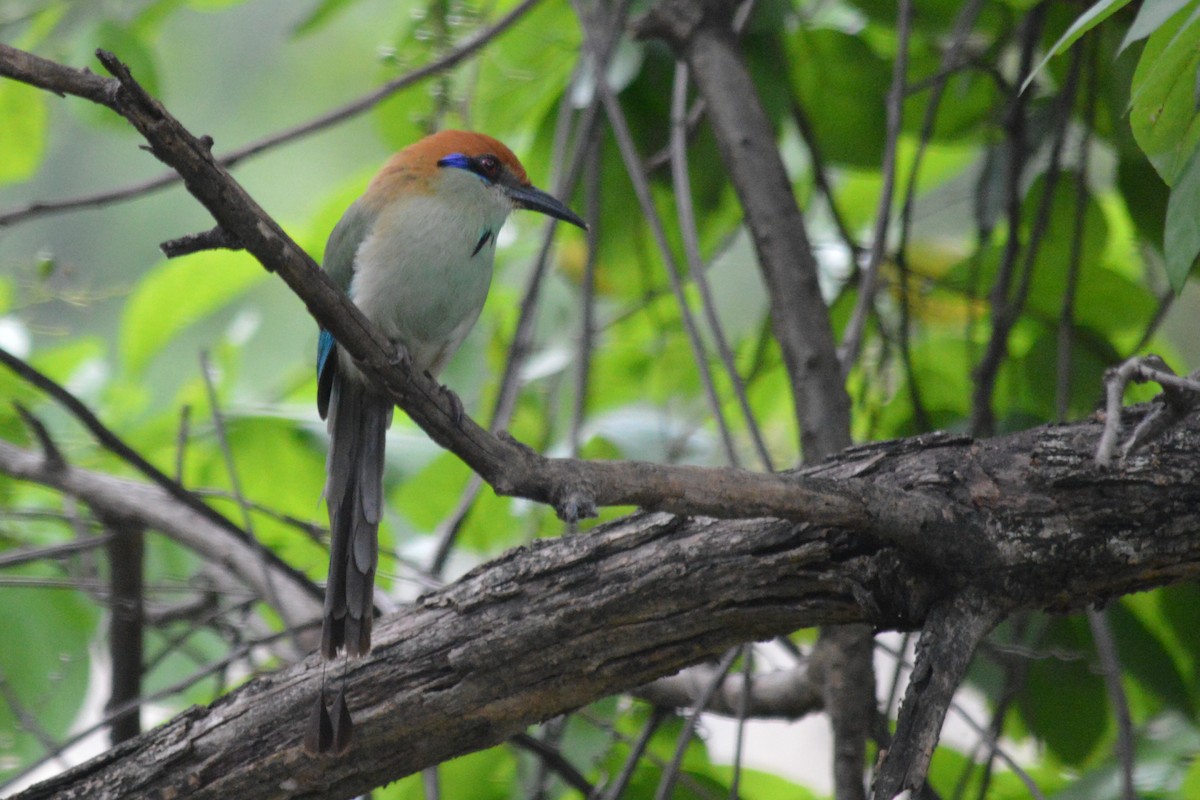 Russet-crowned Motmot - ML61305871