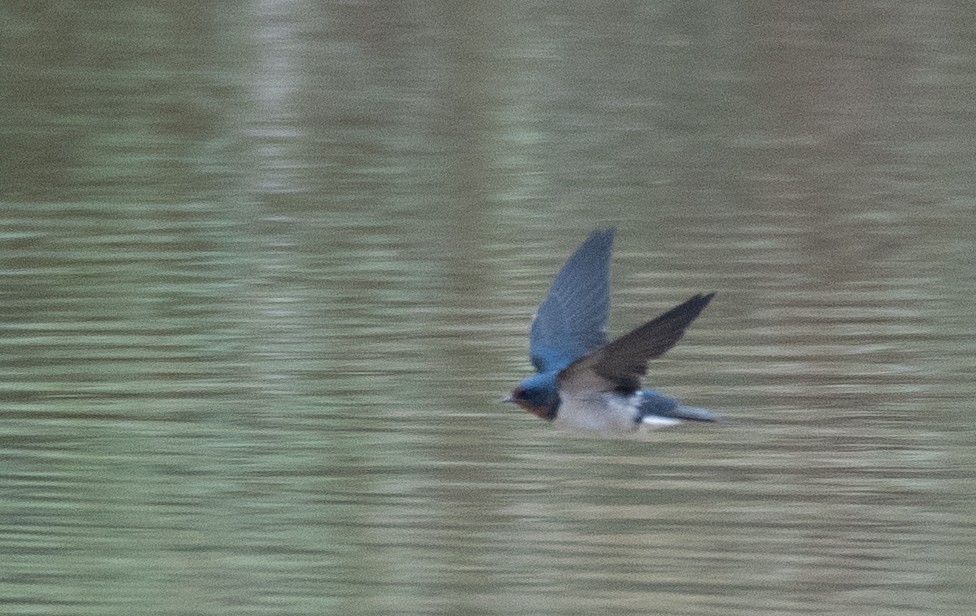 Barn Swallow - ML613058729