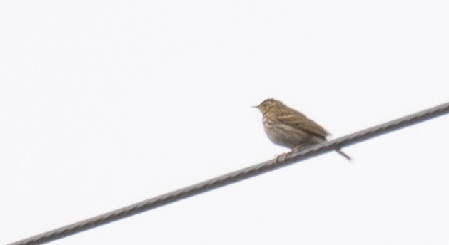 Olive-backed Pipit - ML613058757