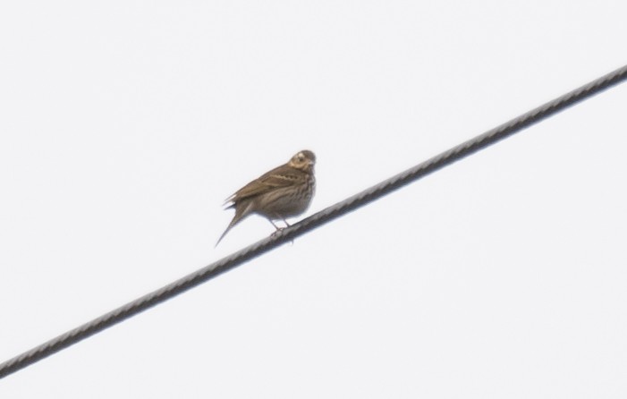 Olive-backed Pipit - ML613058758