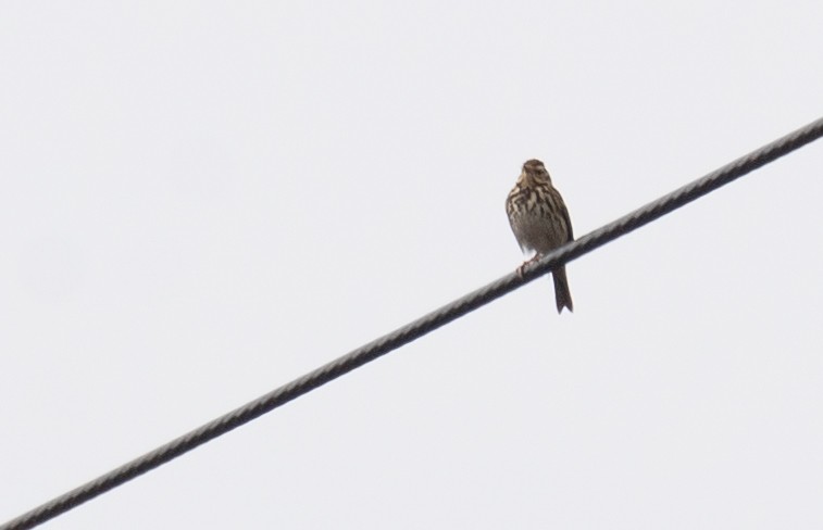 Olive-backed Pipit - ML613058759