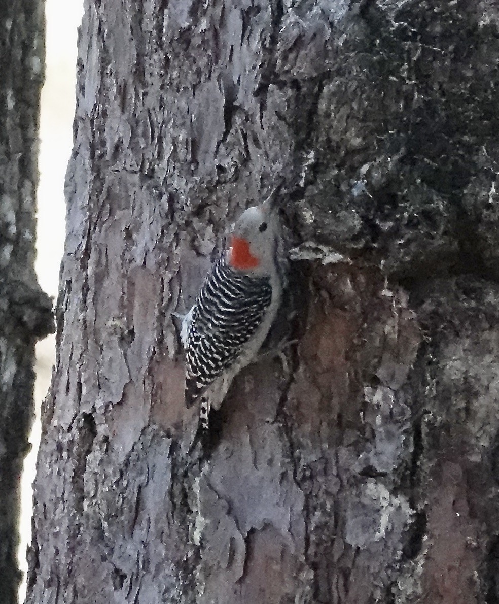 Red-bellied Woodpecker - ML613058817