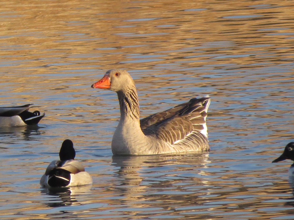 Graylag Goose (Domestic type) - F Alvarez