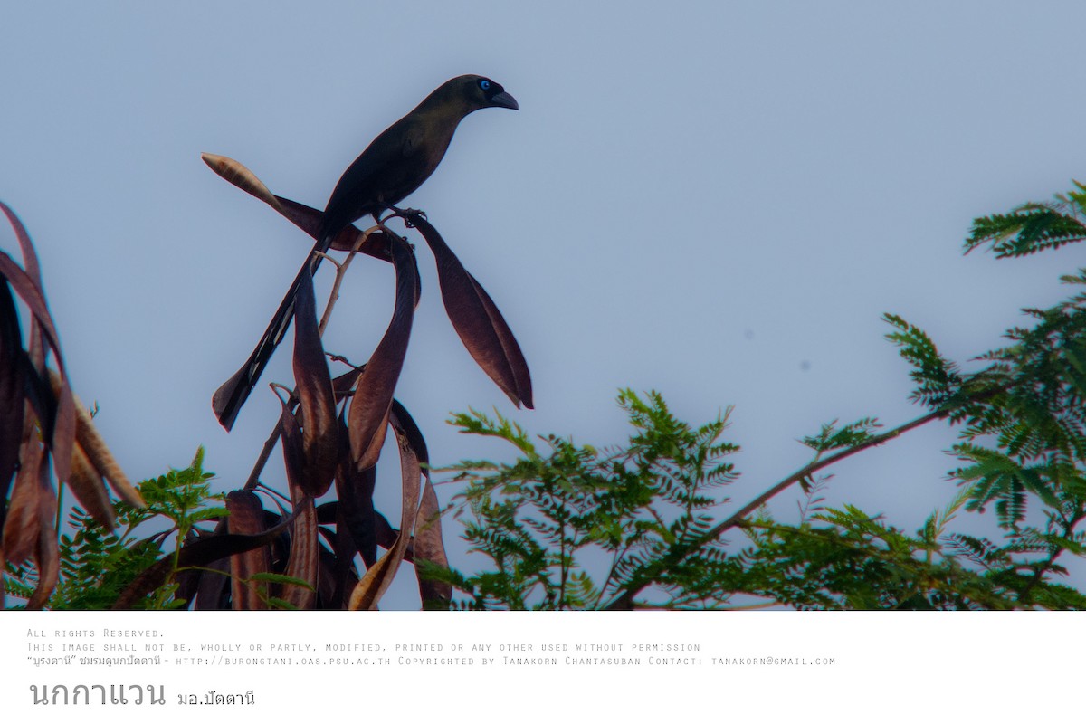 Racket-tailed Treepie - ML613058894