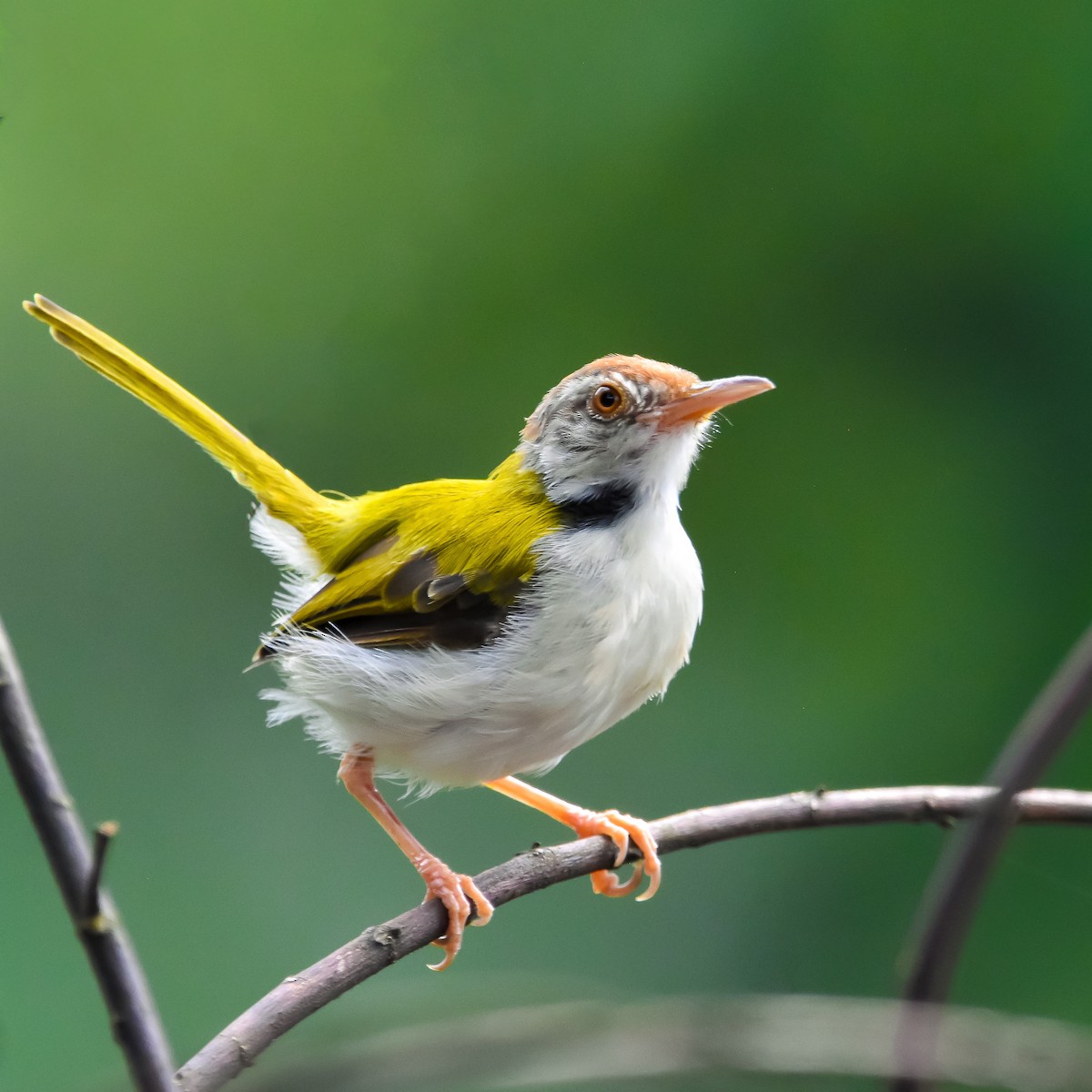 Common Tailorbird - Sathishkumar S
