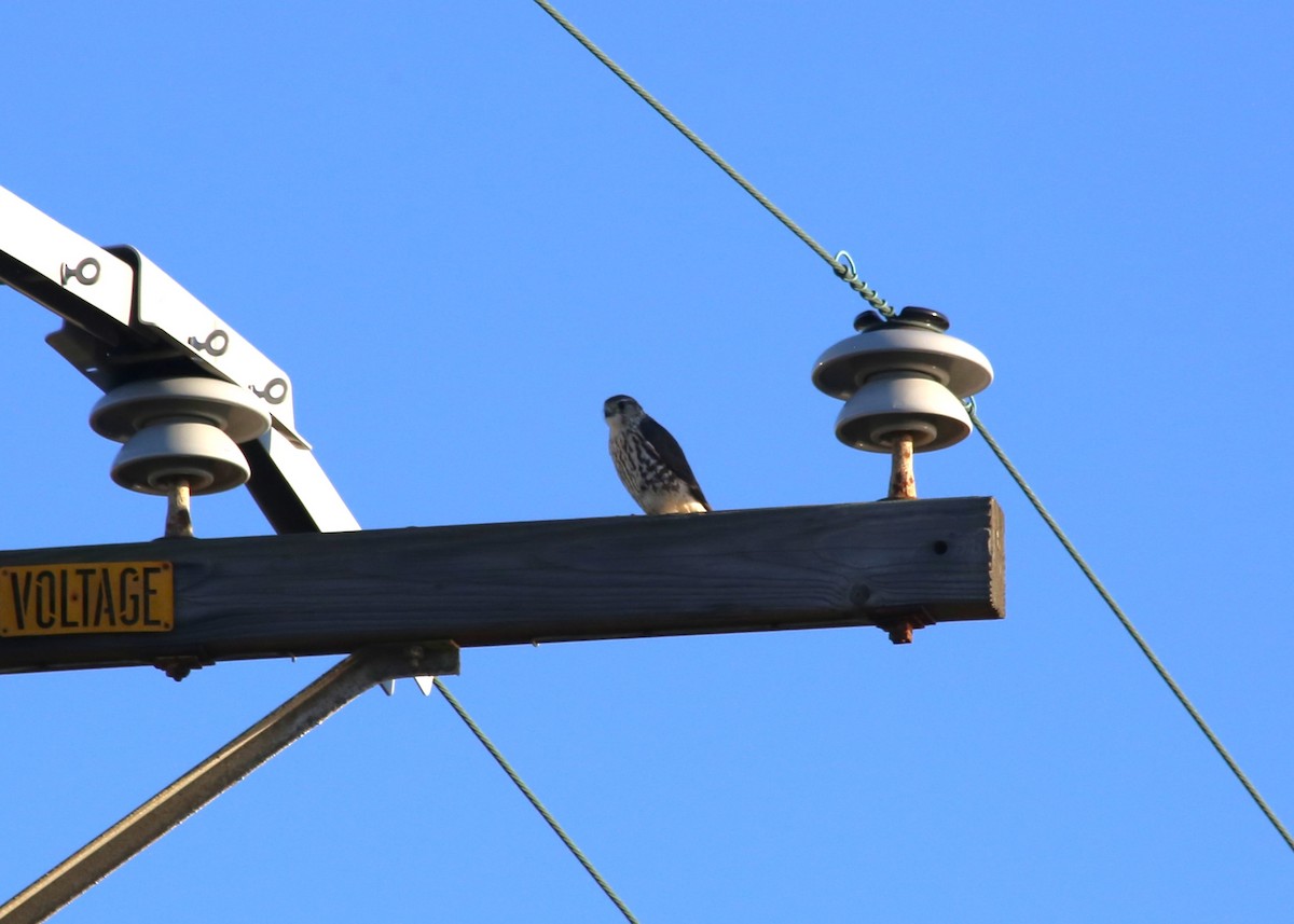 Підсоколик малий - ML613058897