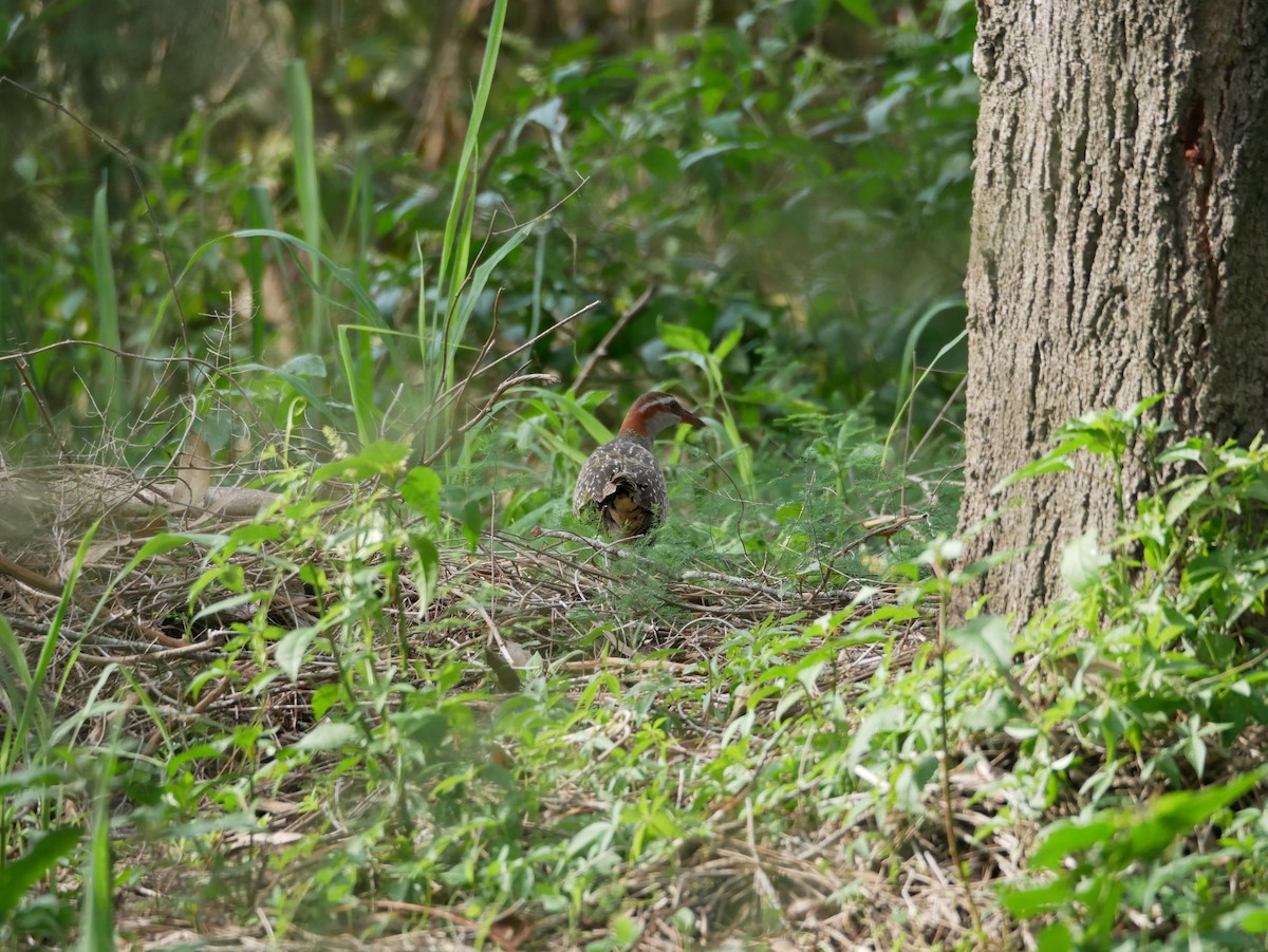 Buff-banded Rail - ML613058903