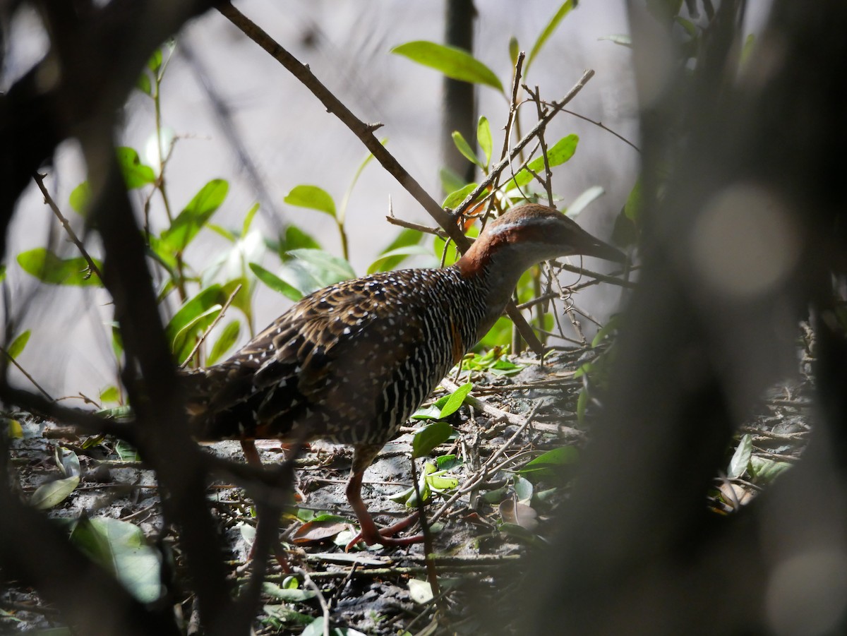 Buff-banded Rail - ML613058906