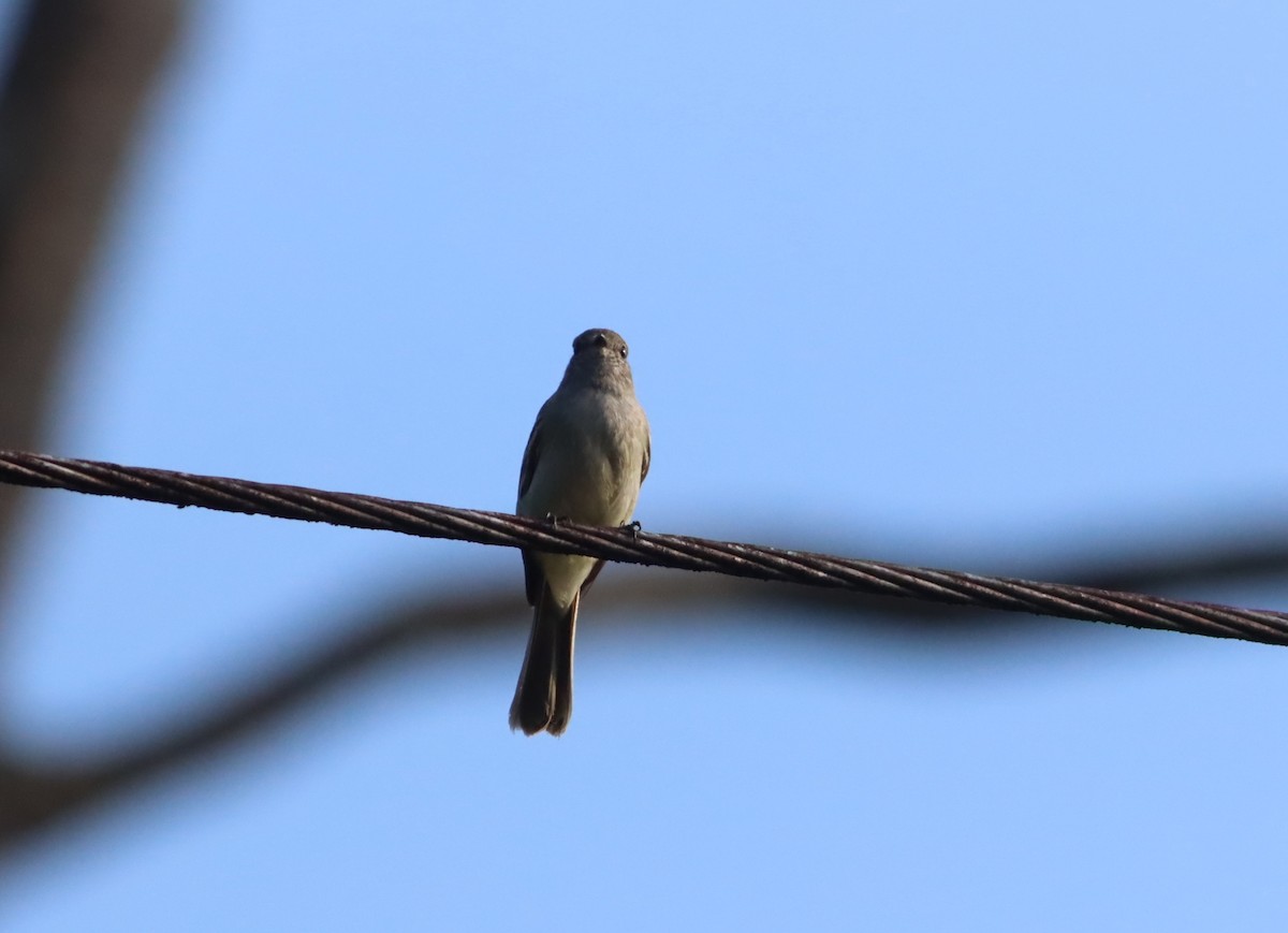 Amazonian Scrub-Flycatcher - ML613058932