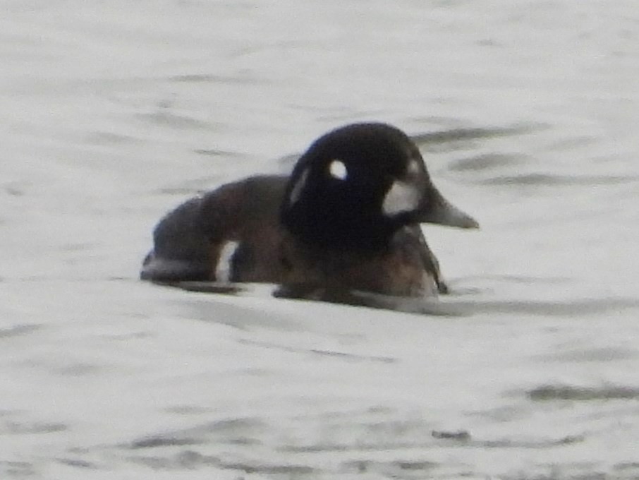 Harlequin Duck - Mary Leigh