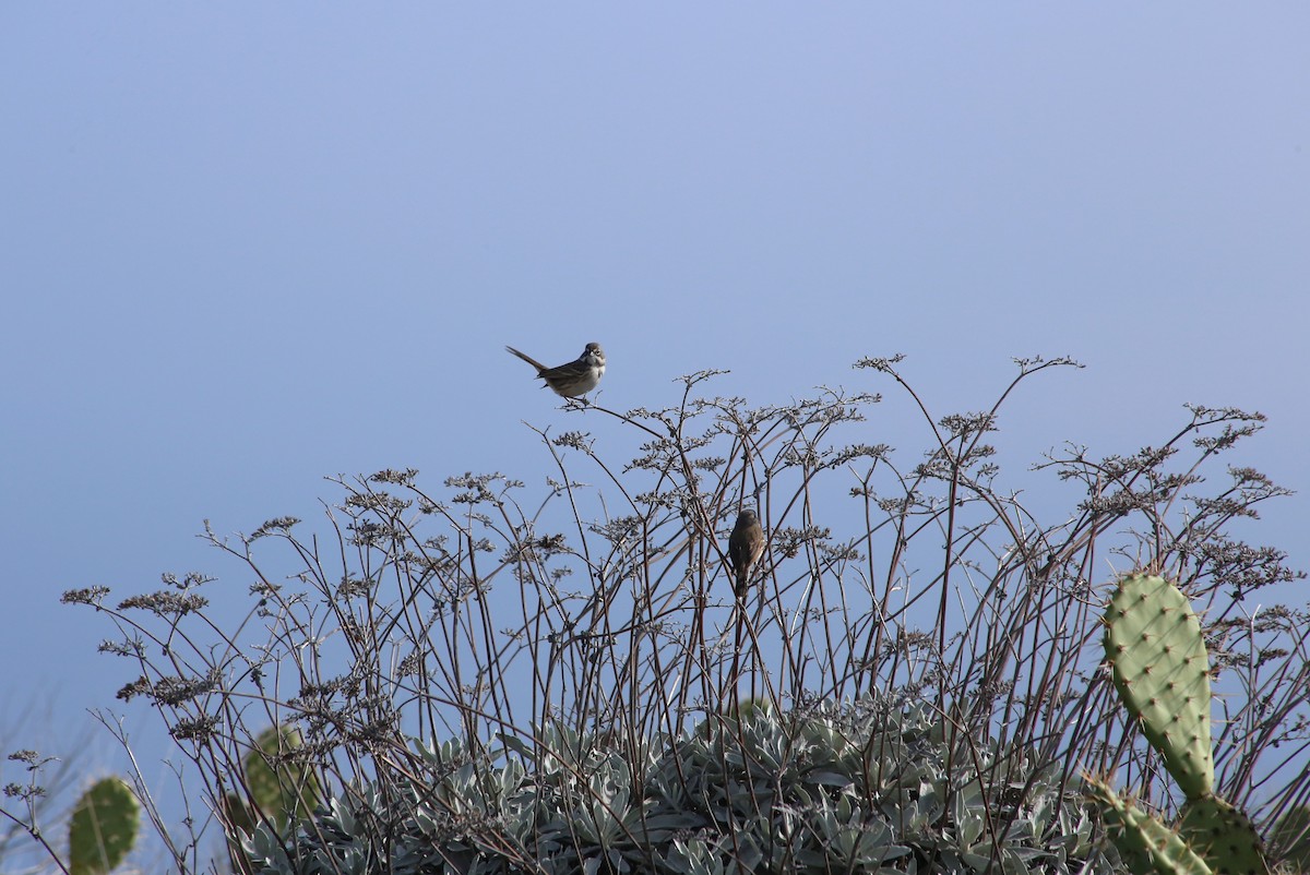 Bell's Sparrow (clementeae) - Ben Stalheim