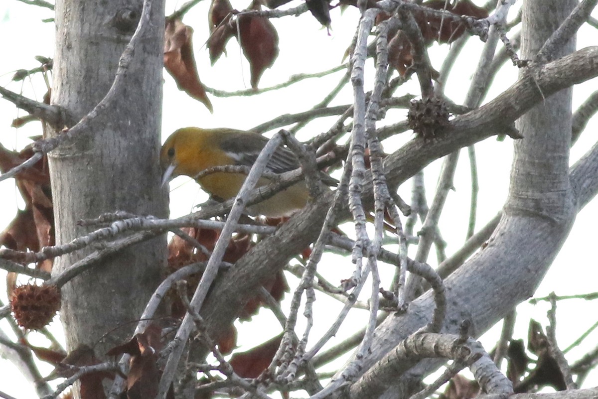 Bullock's/Baltimore Oriole - ML613058991