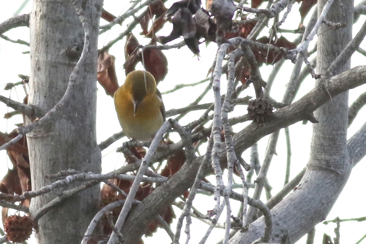 Bullock's/Baltimore Oriole - ML613059025